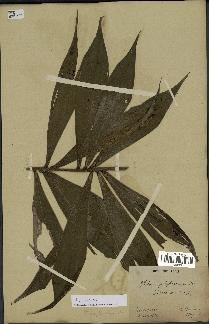 spécimen de Dypsis sp.