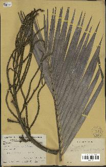 spécimen de Dypsis sp.
