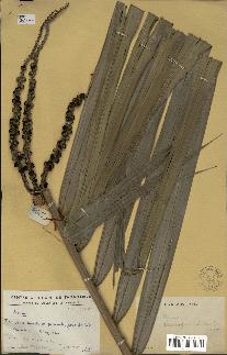 spécimen de Dypsis sp.