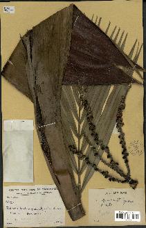 spécimen de Dypsis sp.