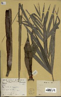 spécimen de Dypsis sp.