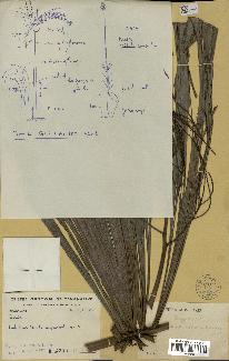 spécimen de Dypsis sp.