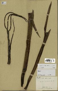 spécimen de Dypsis boiviniana