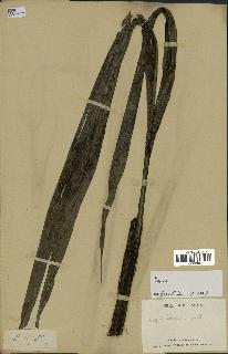 spécimen de Dypsis boiviniana
