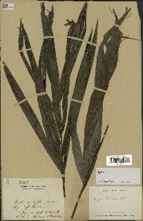 spécimen de Dypsis boiviniana