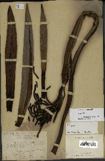 spécimen de Dypsis boiviniana
