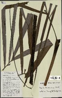 spécimen de Dypsis boiviniana