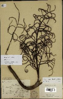 spécimen de Dypsis confusa