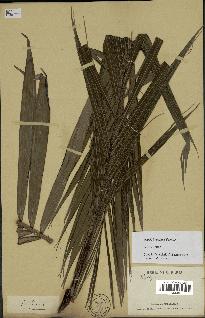 spécimen de Dypsis confusa