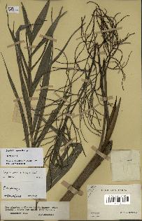 spécimen de Dypsis confusa