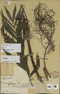 spécimen de Dypsis confusa