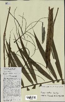 spécimen de Dypsis confusa