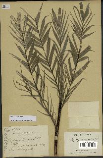 spécimen de Dypsis concinna