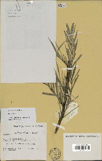 spécimen de Dypsis concinna