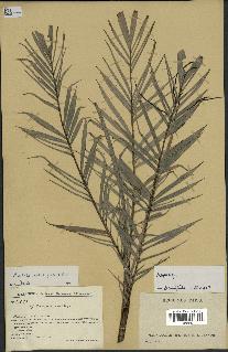 spécimen de Dypsis concinna