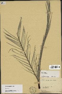 spécimen de Dypsis concinna