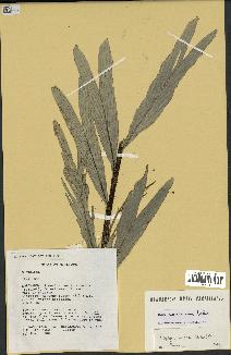 spécimen de Dypsis concinna