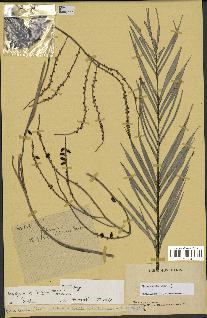 spécimen de Dypsis concinna