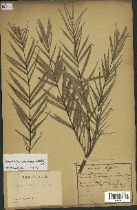 spécimen de Dypsis concinna