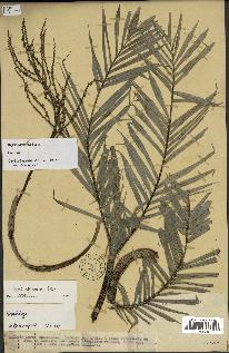 spécimen de Dypsis concinna