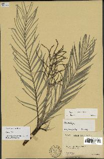 spécimen de Dypsis concinna