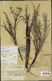 spécimen de Dypsis concinna