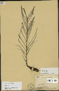 spécimen de Dypsis concinna