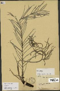 spécimen de Dypsis concinna