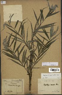 spécimen de Dypsis concinna
