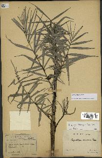 spécimen de Dypsis concinna