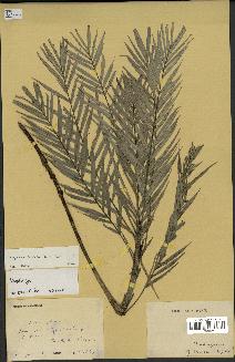 spécimen de Dypsis concinna
