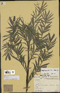 spécimen de Dypsis concinna
