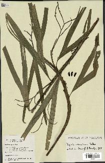 spécimen de Dypsis concinna