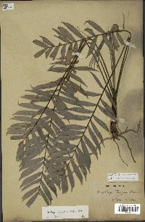 spécimen de Dypsis concinna