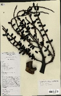 spécimen de Dypsis ceracea