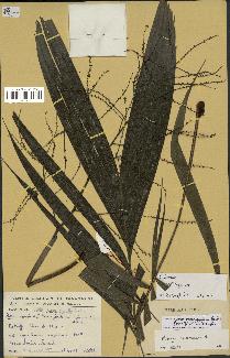 spécimen de Dypsis commersoniana