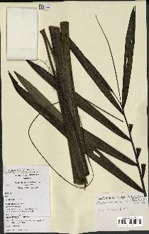 spécimen de Dypsis ceracea