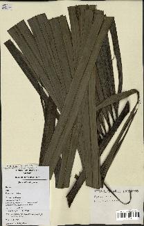 spécimen de Dypsis ceracea