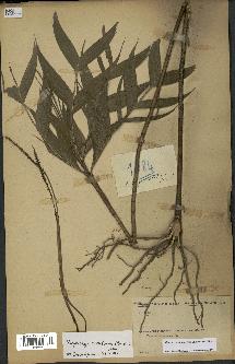 spécimen de Dypsis catatiana