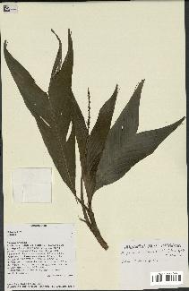 spécimen de Dypsis catatiana