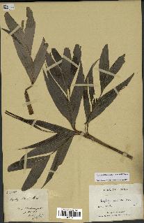 spécimen de Dypsis catatiana