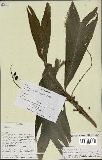 spécimen de Dypsis catatiana