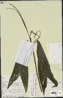 spécimen de Dypsis catatiana