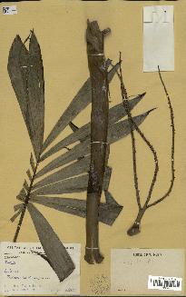 spécimen de Dypsis sp.