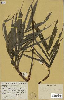 spécimen de Dypsis sp.