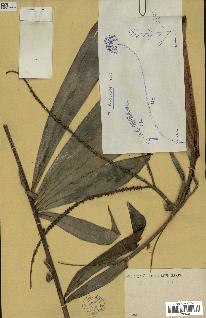 spécimen de Dypsis sp.