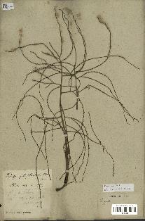 spécimen de Dypsis sp.