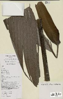 spécimen de Dypsis sp.