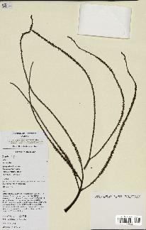 spécimen de Dypsis sp.