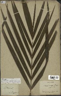 spécimen de Dypsis sp.